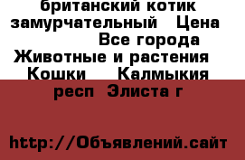 британский котик замурчательный › Цена ­ 12 000 - Все города Животные и растения » Кошки   . Калмыкия респ.,Элиста г.